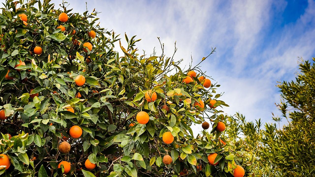 Touchés par des fléaux et des catastrophes naturelles, les producteurs d'oranges de Floride peuvent se réjouir de leurs bonnes récoltes, à l'heure où la production mondiale est attendue en baisse.