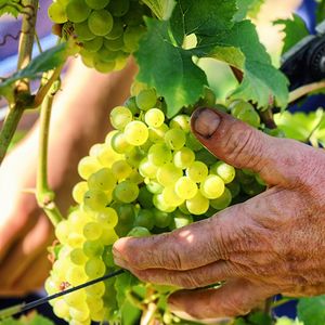 Les départements d'Alsace veulent mettre en relation chômeurs longue durée et viticulteurs aux prises avec une pénurie de main d'oeuvre.