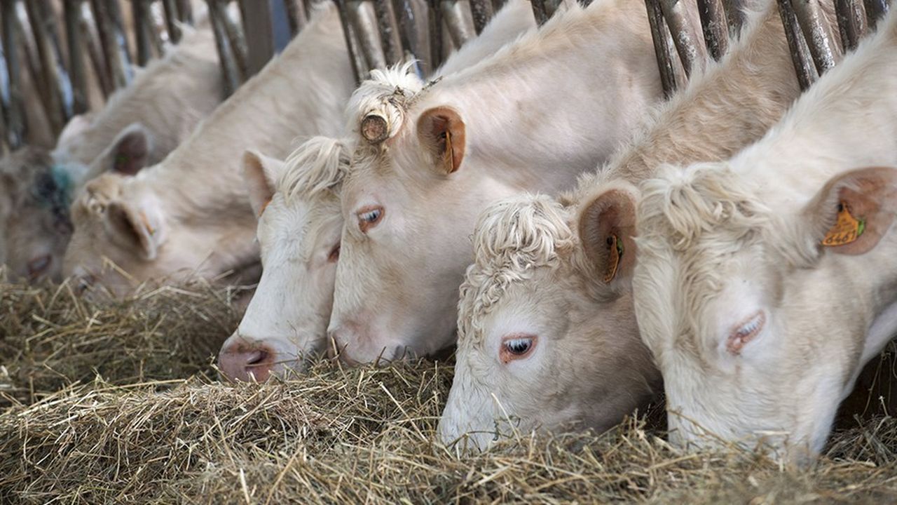 Vaches de race charolaise en stabulation libre sur paille. Dans certains départements comme la Lozère, la paille a vu son prix passer de 50 euros à plus de 90 euros la tonne.