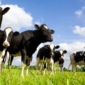 Les producteurs de lait attendent des entreprises et des distributeurs la transparence sur les prix pour obtenir une meilleure rémunération