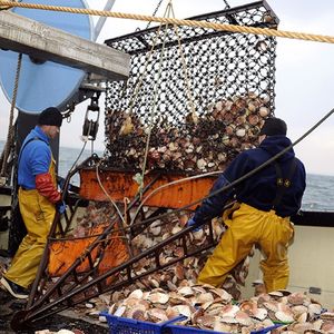 Les Britanniques se sont mis à pêcher la coquille Saint-Jacques il y a une dizaine d'années passant de 3.000 an à 30.000 tonnes par an.