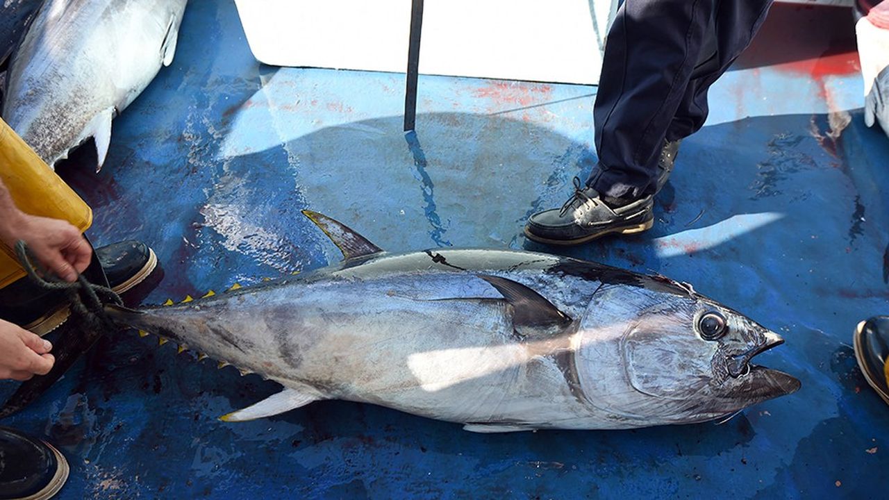 La course aux bonnes pratiques de pêche au thon, à la fois pour ne pas épuiser la ressource et préserver les autres espèces, s'intensifie dans les conserveries françaises