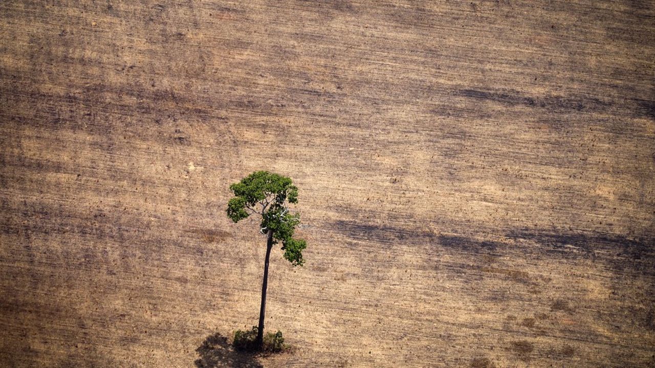 Les positions du nouveau président brésilien pourraient mener à davantage de déforestation en Amazonie.