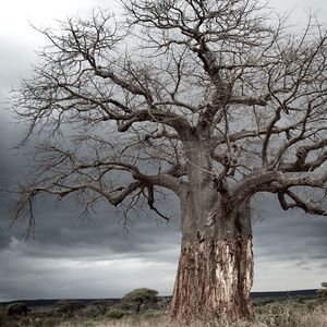 Les baobabs, comme celui-ci en Tanzanie, font partie des arbres avec la plus longue longévité.
