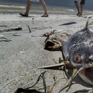 Des centaines de poissons morts se sont échoués sur la plage de Gulfside City Park à Sanibel, en Floride.
