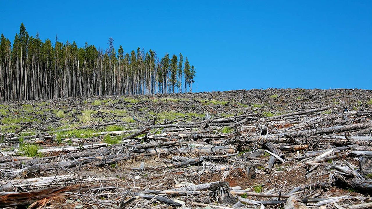 Selon l'Organisation des nations unies pour l'agriculture et l'alimentation, entre 1990 et 2015, la planète a perdu 129 millions d'hectares de forêts