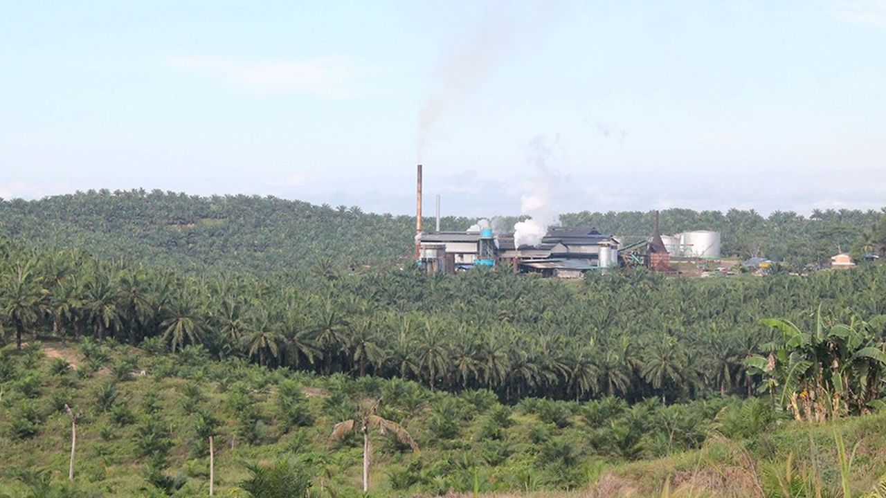 Avec plus de 70 millions de tonnes produites cette année, l'huile de palme est, de loin, l'huile végétale la plus consommée dans le monde.
