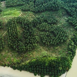Un « SOS » géant a été dessiné dans une plantation d'huile de palme en Indonésie, où cette culture et la déforestation qu'elle engendre participent à augmenter les émissions de gaz à effet de serre.