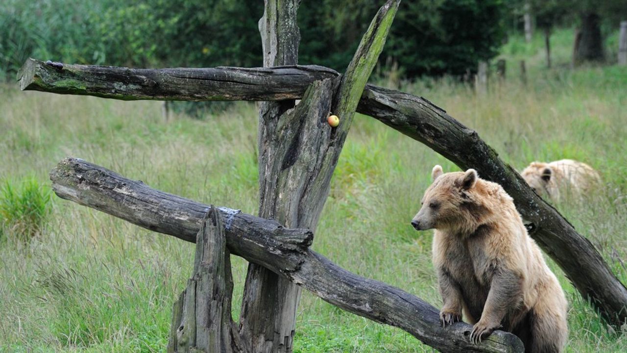 Des ours dans le parc de Sainte Croix en Moselle.