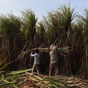 Les stocks de sucre entreposés à travers le monde sont énormes, ils devraient atteindre des records. Rien qu'en Inde, ils devraient plus que doubler.