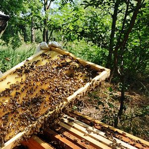 Selon FranceAgriMer, le ratio de miel produit par ruche a atteint 21,1 kg en 2017, contre 16,5 kg en 2016.