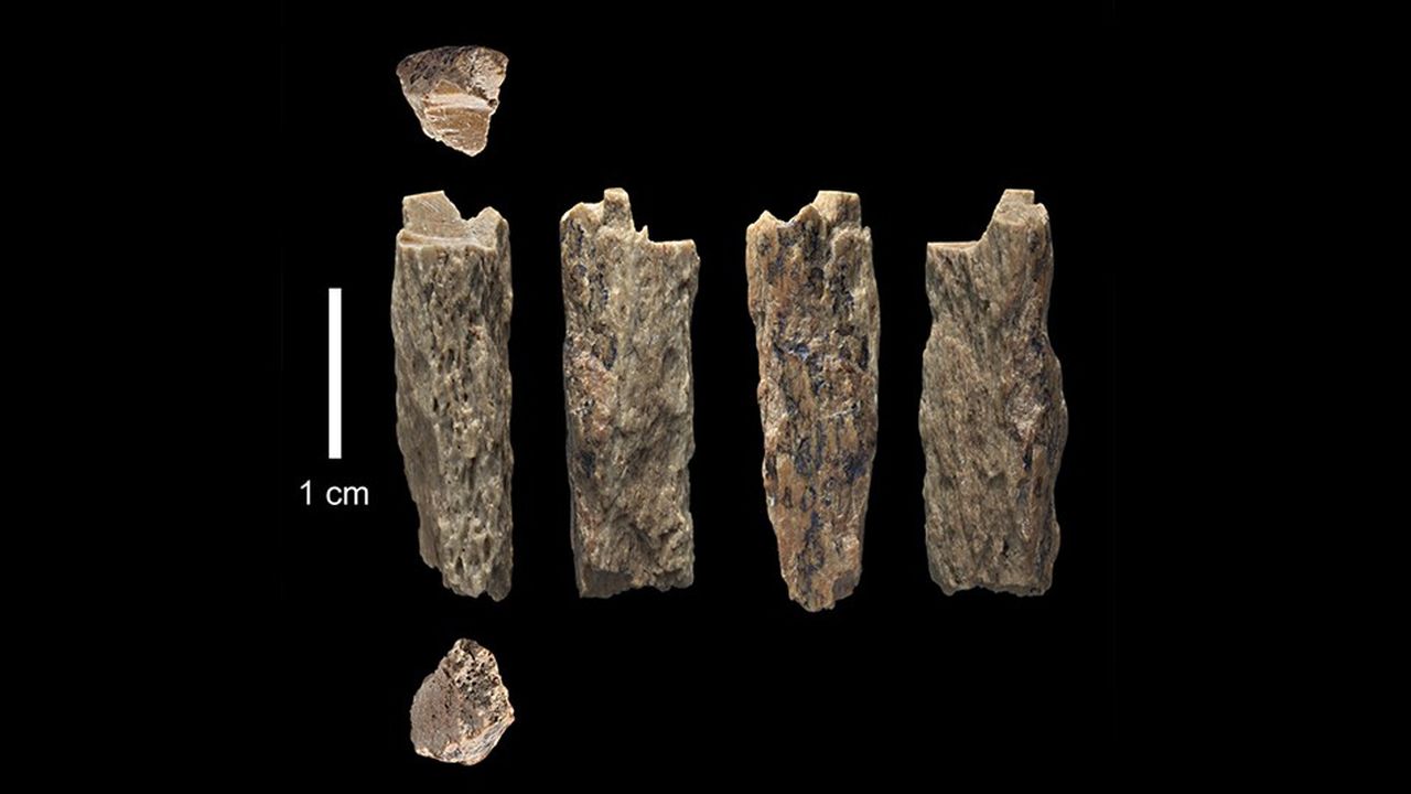 Fragments d'os d'une adolescente métisse, issue d'une mère néandertalienne et d'un père dénisovien, qui vivait, il y a 90.000 ans, dans les montagnes de l'Altaï, en Asie centrale.