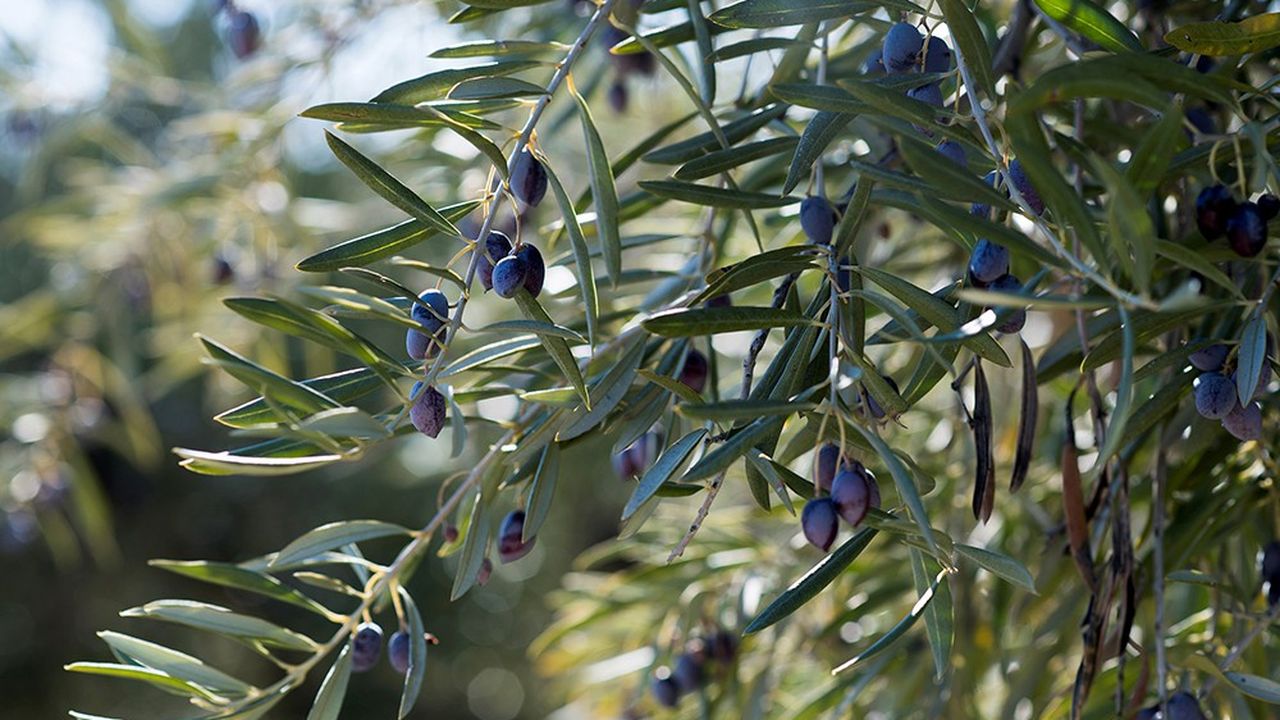 Le producteur d'huile d'olive Première Matière vend notamment auprès des chefs étoilés.