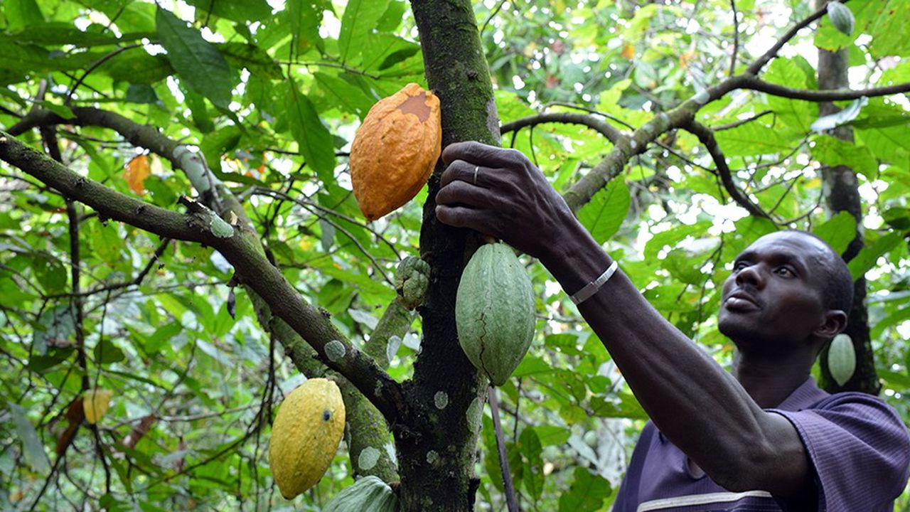 La récolte de cacao a démarré en Afrique de l'Ouest, une région qui fournit les trois quarts des fèves de la planète pour la fabrication du chocolat.