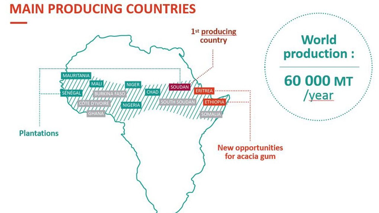 La 'gum belt' en Afrique subsaharienne.