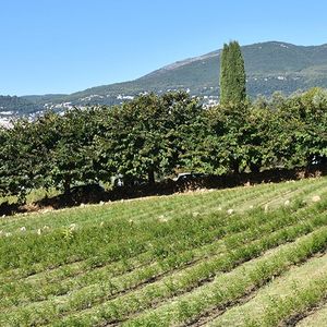 Outre le jasmin, rose centifolia et tubéreuse poussent à nouveau sur les collines de Grasse sous l'impulsion de l'association Fleurs d'exception.