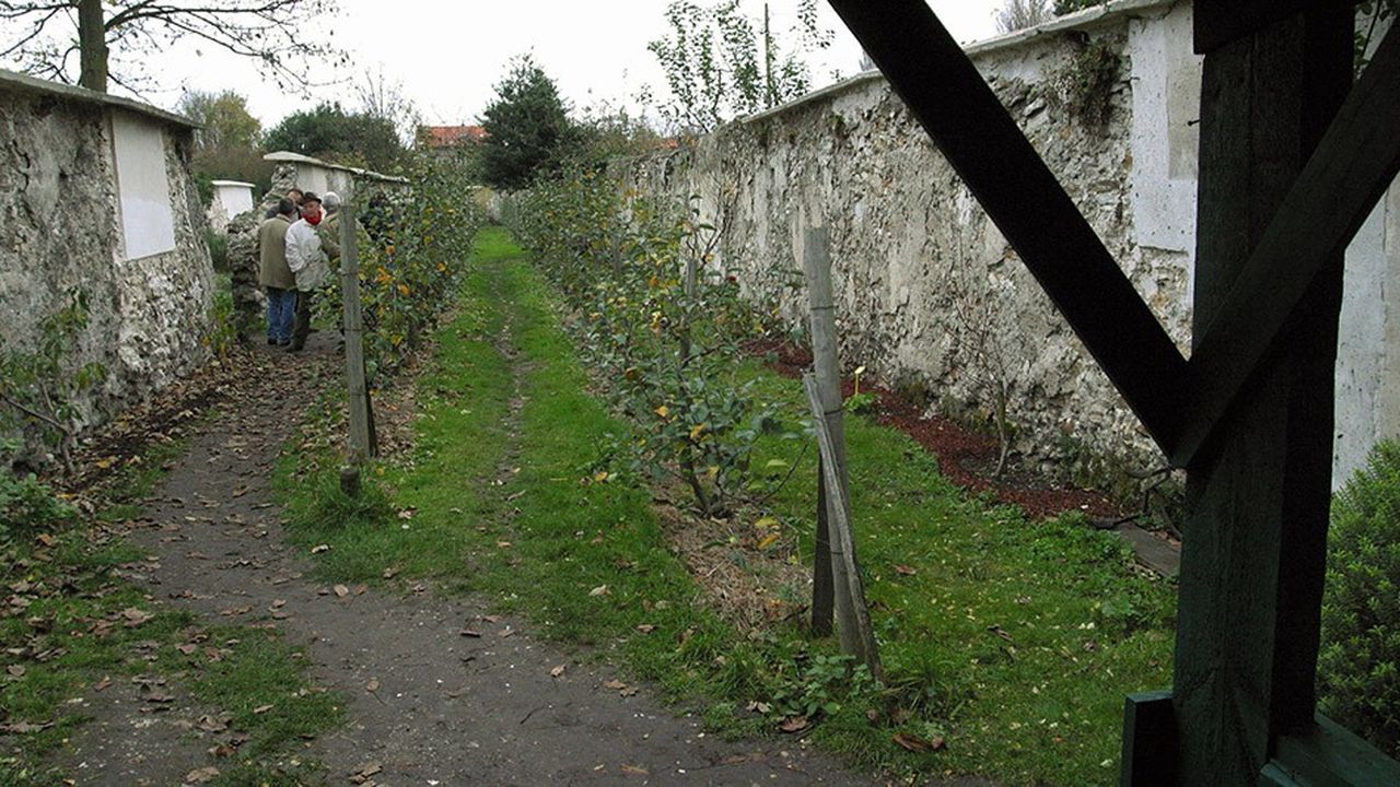 Montreuil Les Murs à Pêches Pomme De Discorde Les Echos