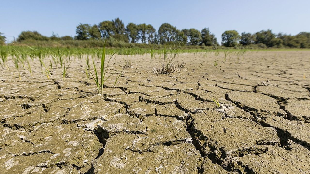 Alerte à la sécheresse dans la région lyonnaise en France en août 2018.