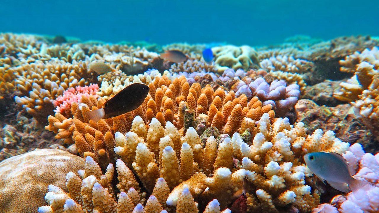 Le corail est soumis à la hausse des températures, à l'acidification de l'océan et à une pression plus directe liée à l'activité humaine.