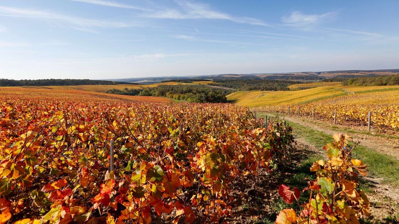 Avec 35.000 hectares de vignoble mais un produit demandé dans le monde entier, l'AOC Champagne connaît une inflation logique : ce qui est rare est cher…