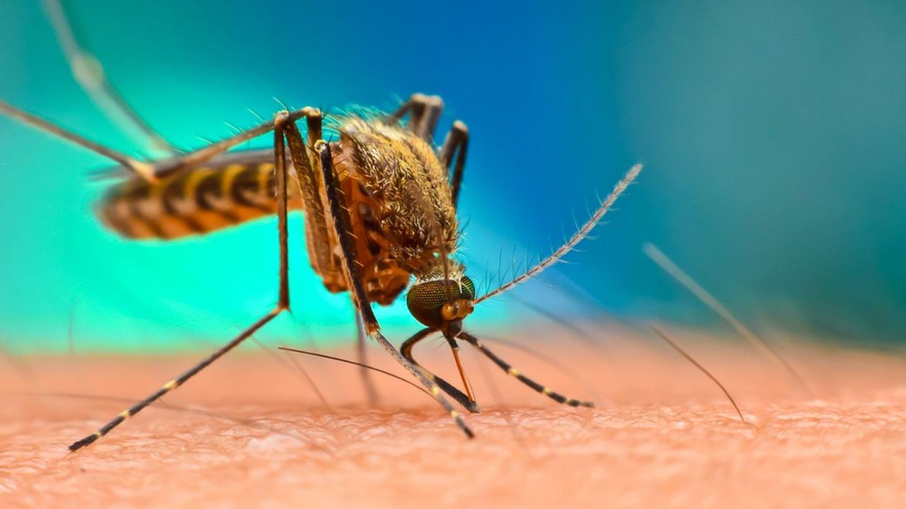 La baisse du nombre des cas de paludisme s'est arrêtée en 2014