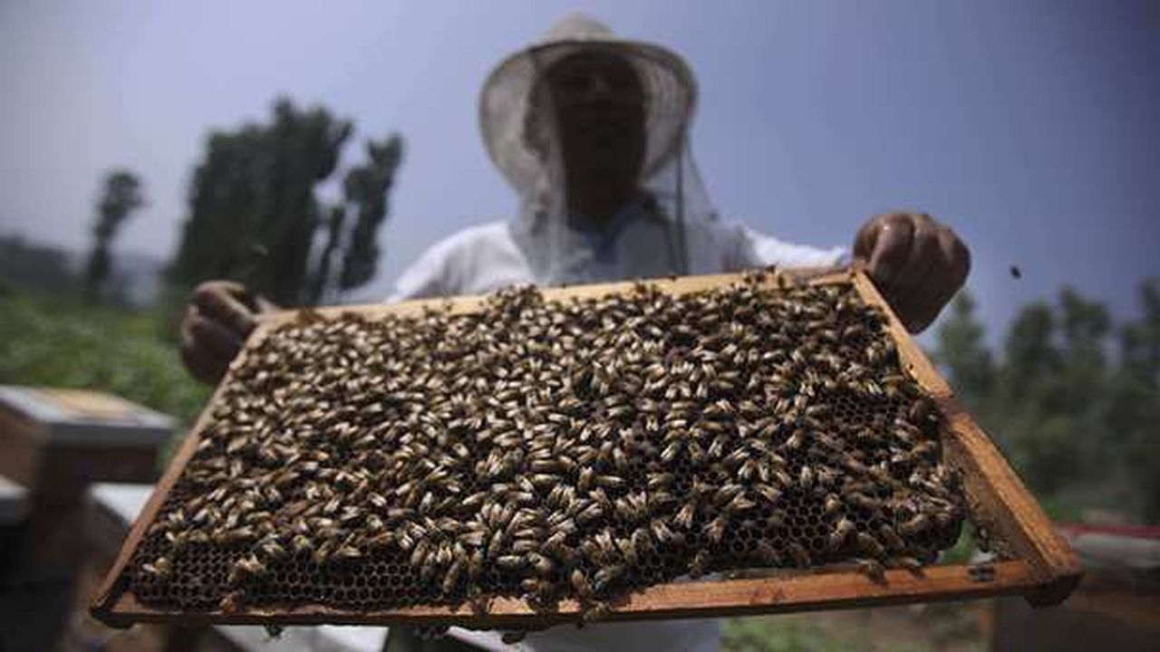 Miel L'apiculteur® : une marque de l'entreprise Famille Michaud