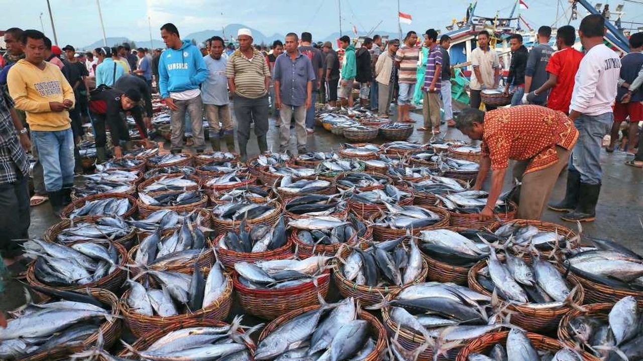 Les quantités de poissons pêchés dans le monde largement sous-estimées |  Les Echos