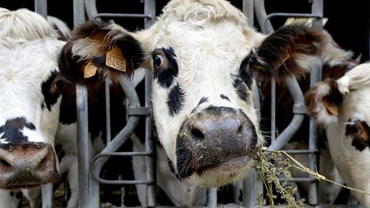 Lu0027élevage pourrait être fortement impacté par le réchauffement 