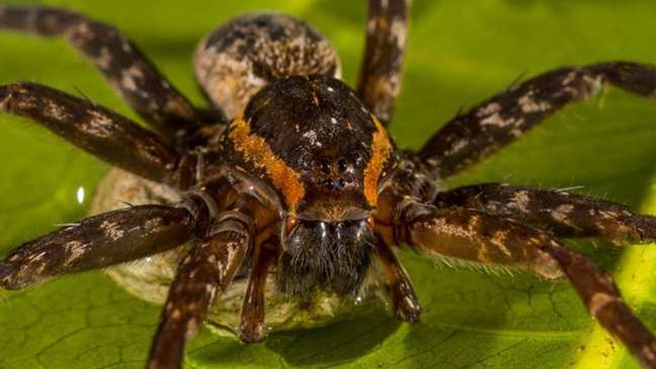 Une nouvelle (et grosse) espèce d'araignée découverte en Australie