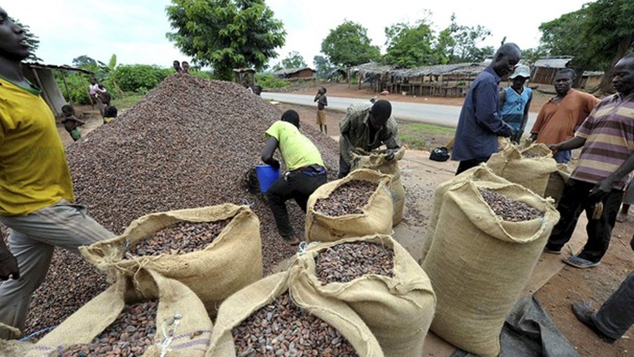 Cacao La Production Mondiale Ne Tiendra Pas Ses Promesses Les Echos 