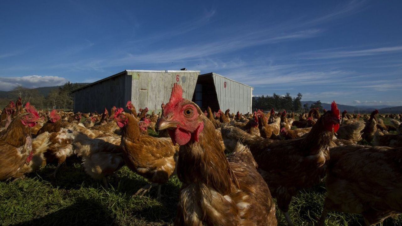 Les importations de volailles ont presque triplé depuis 2000 Les Echos