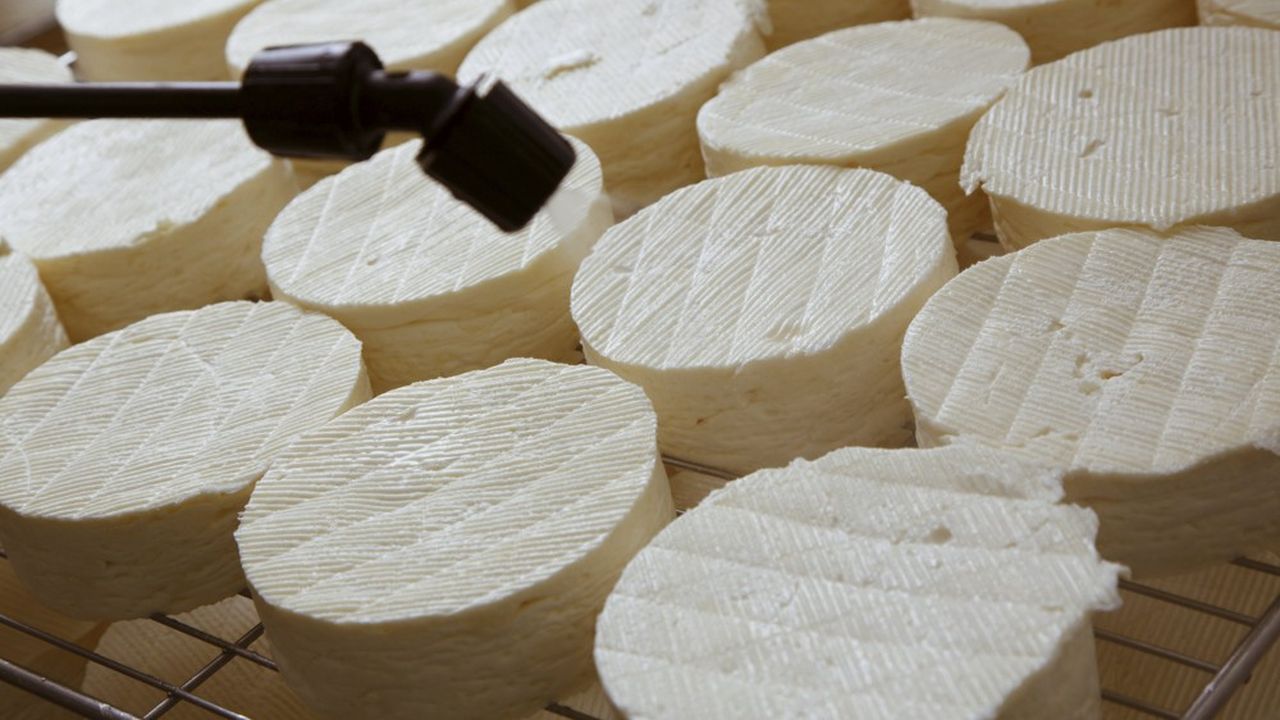 Camembert De Normandie Maîtres Laitiers Du Cotentin Acquiert Réaux Les Echos 