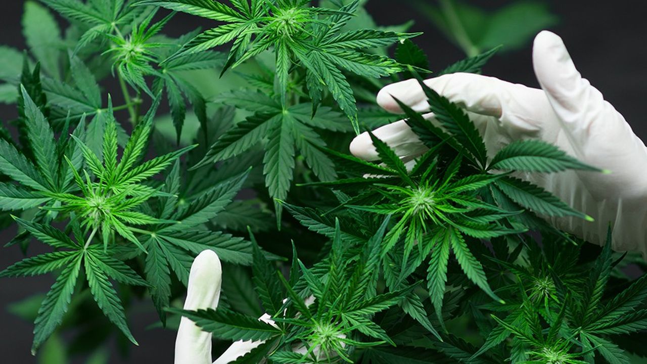Entre 300.000 et un million de malades pourraient bénéficier du cannabis thérapeutique.