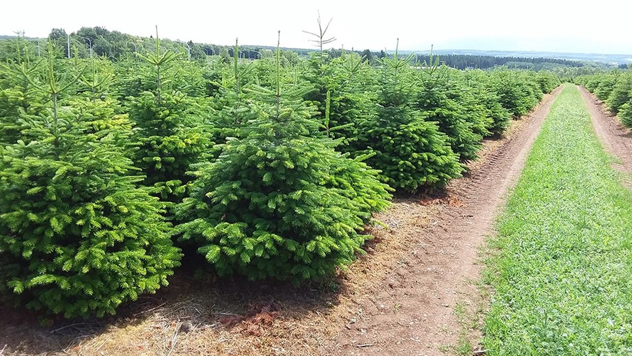 Greencap a repris les 250 hectares de plantations bretonnes de son confrère danois Green Team
