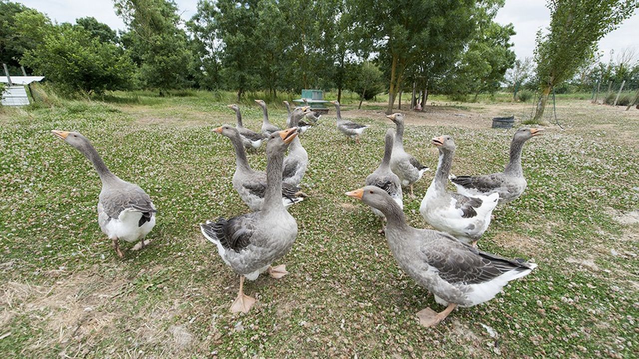 Le Périgord veut relancer sa production de foie gras d’oie | Les Echos