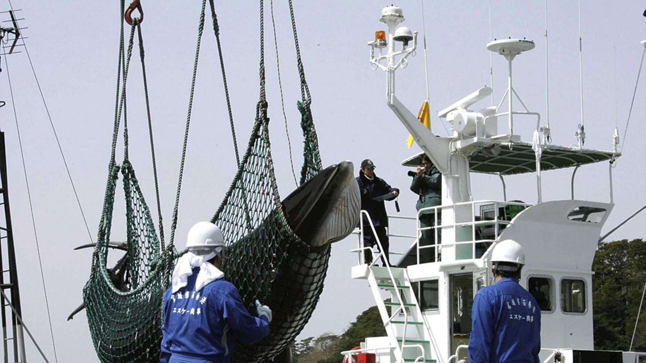 Tokyo n'a jamais totalement arrêté la pêche à la baleine grâce à une faille du moratoire mis en place en 1986