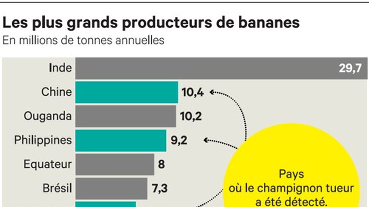 La banane la plus répandue menacée de disparition par un champignon - Le  Parisien
