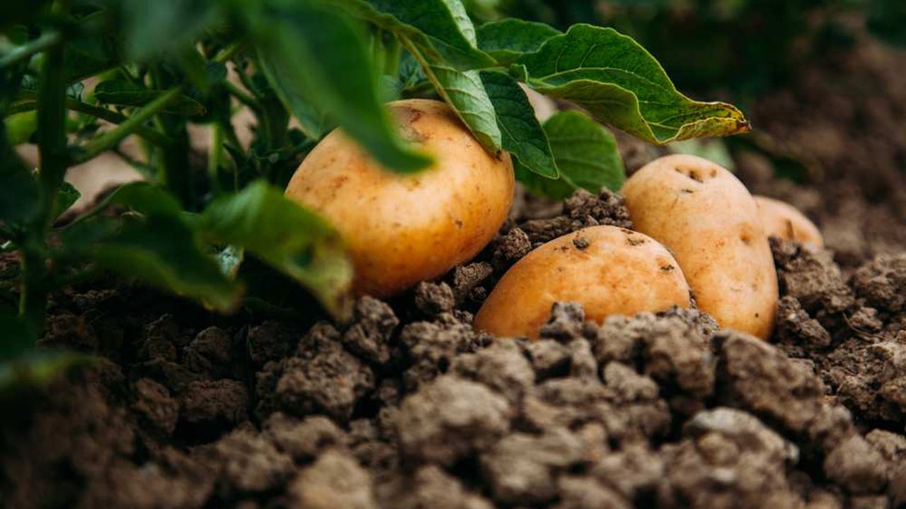 première purée de pomme de terre nature par liliguitou. Une