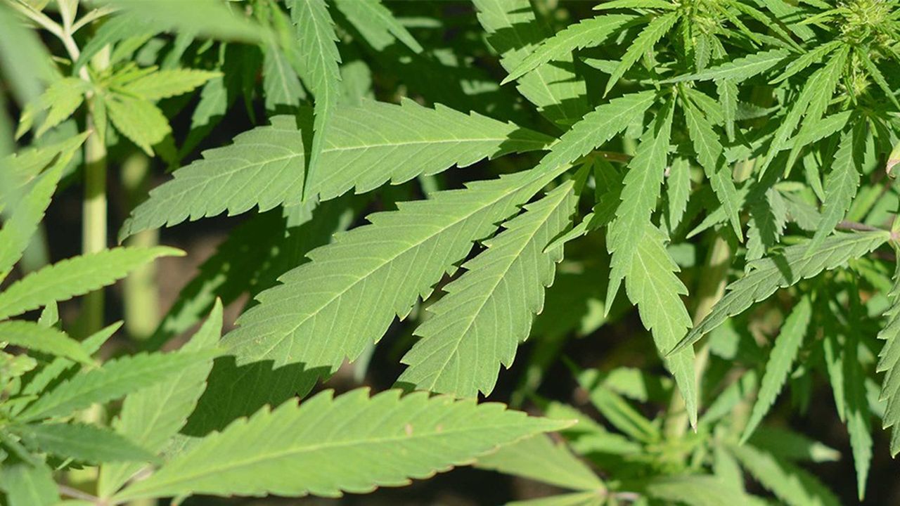 L'ANSM entérine l'avis d'un comité d'experts qui avait jugé l'usage du cannabis « pertinent » pour certaines maladies.