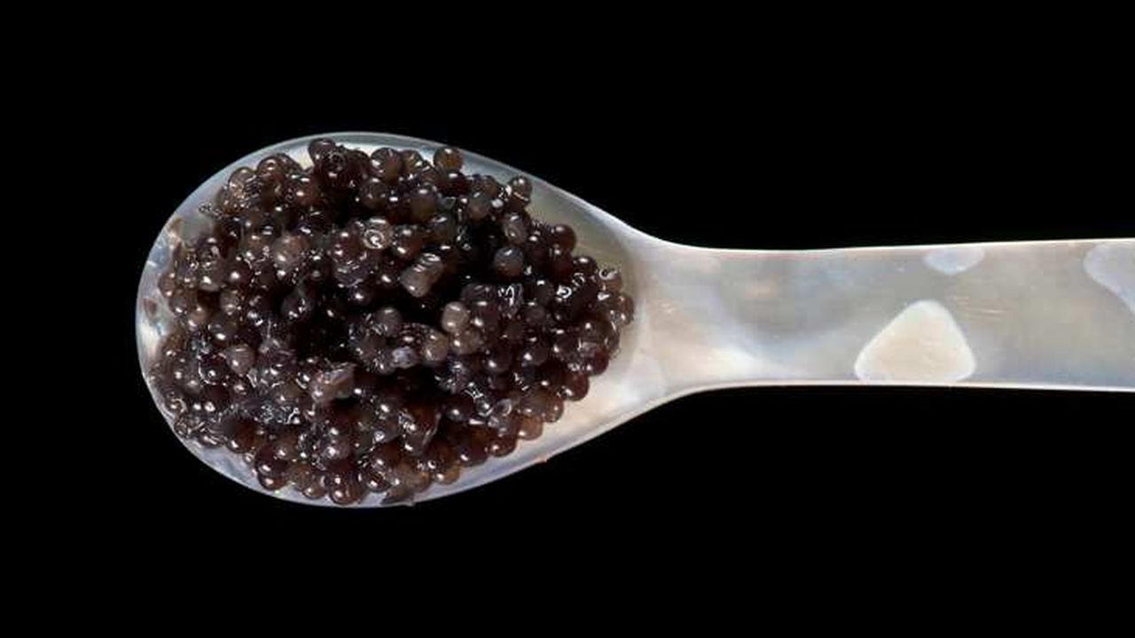 Du producteur au consommateur, le caviar français Prunier