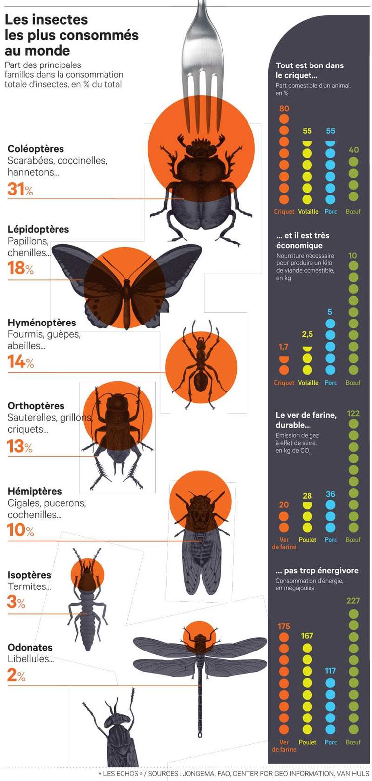 Les insectes comestibles : une alternative à la viande ? - Magazine  Avantages