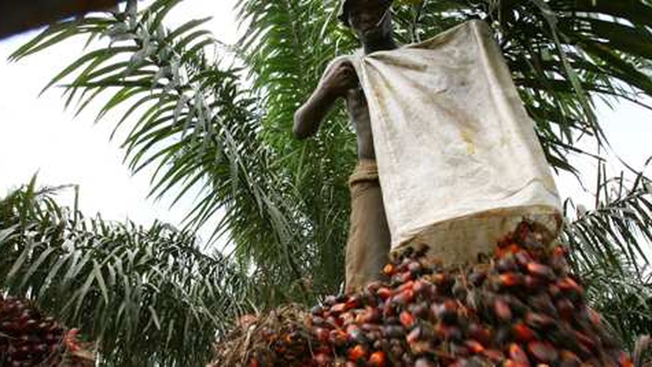 Nutrition : Ce qu'il faut savoir sur l'huile de palme très utilisée dans le  monde - BBC News Afrique
