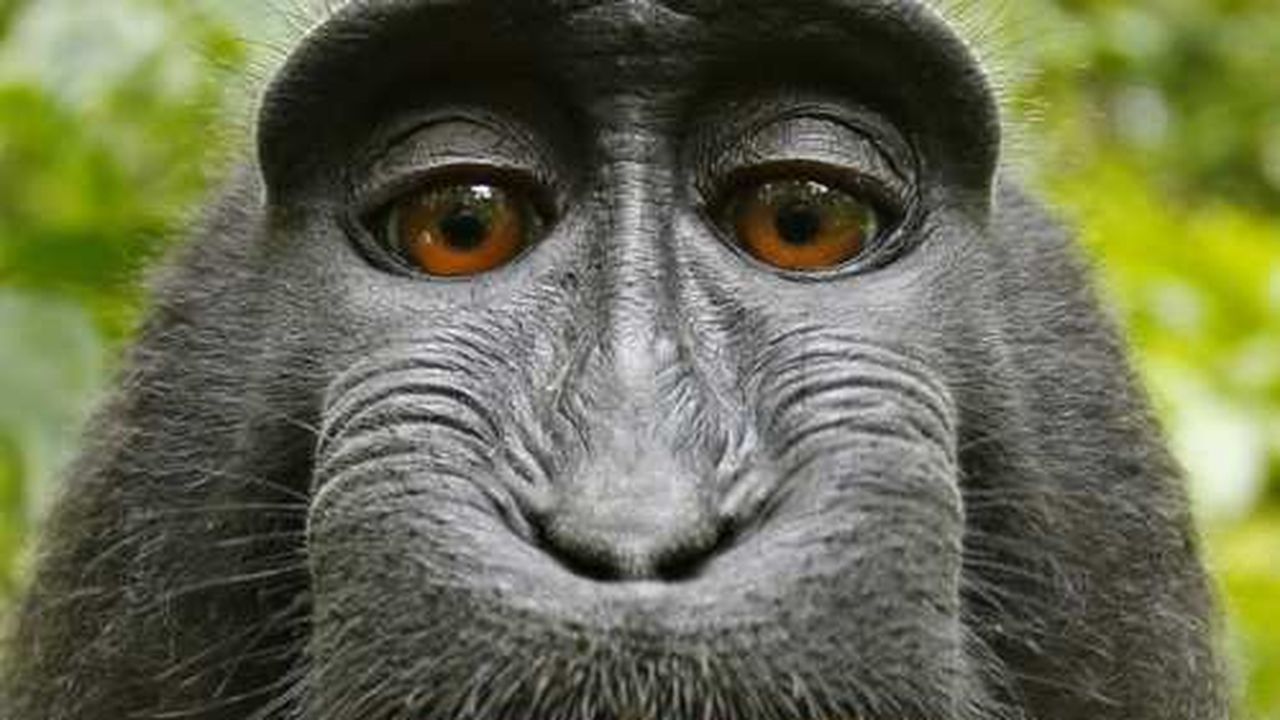 Le selfie d'un singe à l'origine d'une polémique sur le droit d'auteur