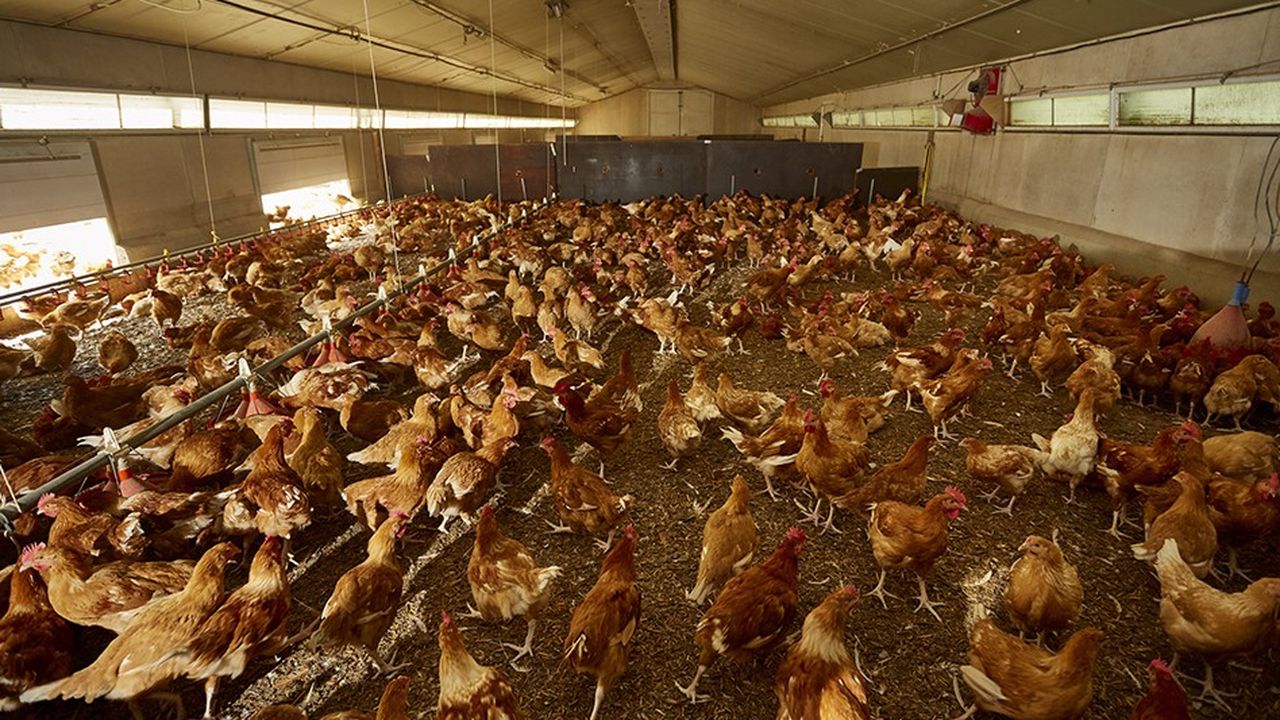 Les Fermiers de Janze, groupement des producteurs de poulet en Ille et Vilaine.