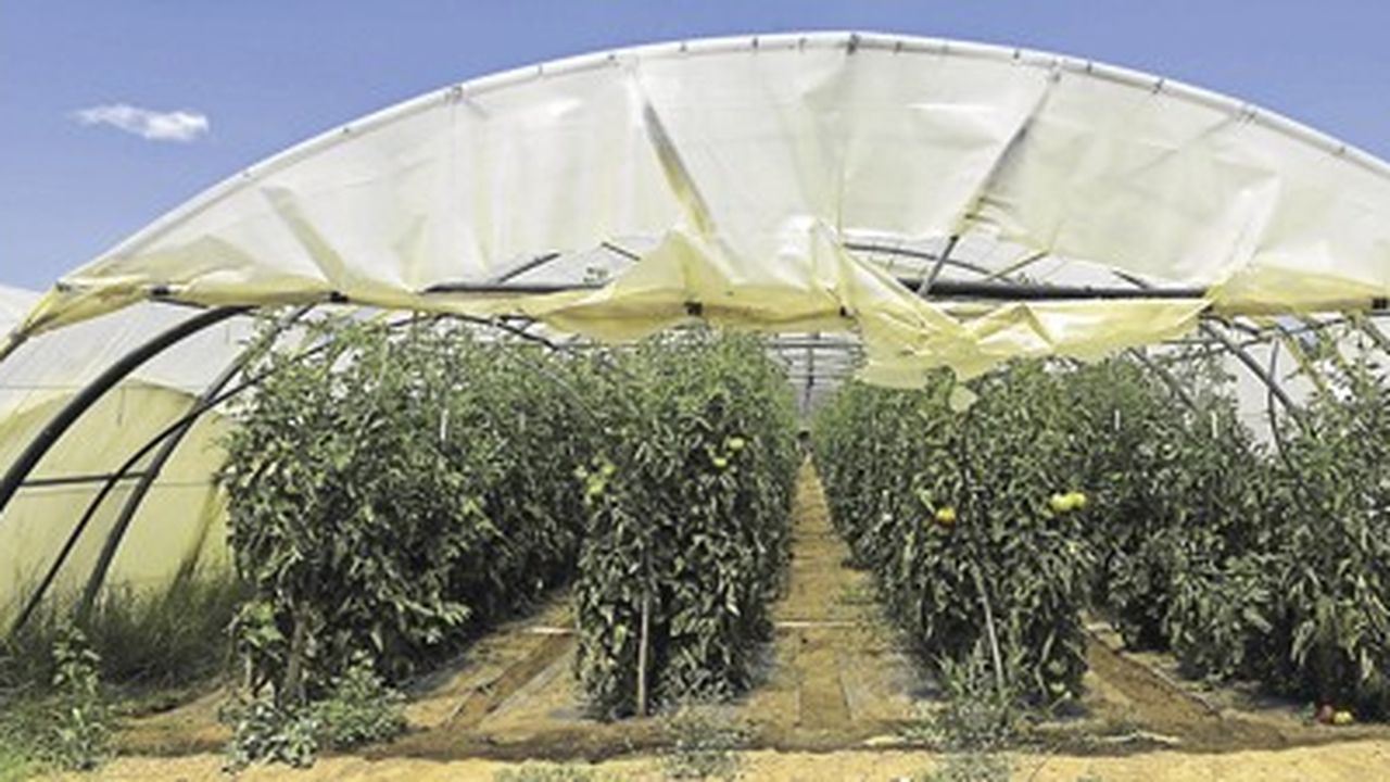 Tomate : Les débuts du chauffage infrarouge en serre hors-sol