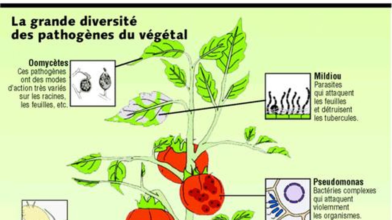 Les Plantes Championnes De L Autodefense Les Echos