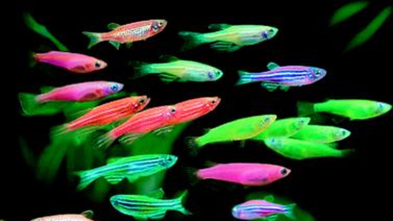 Des poissons génétiquement colorés