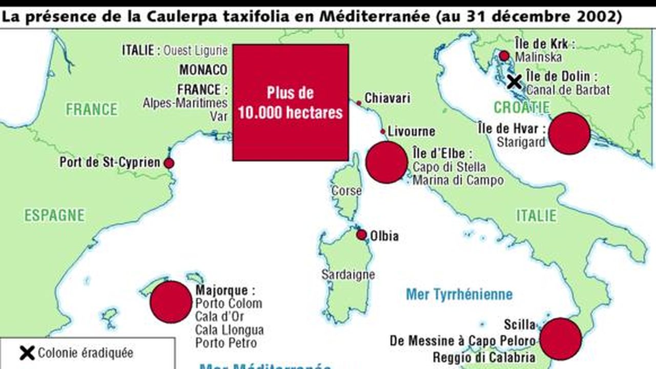 L'algue qui menace la Méditerranée