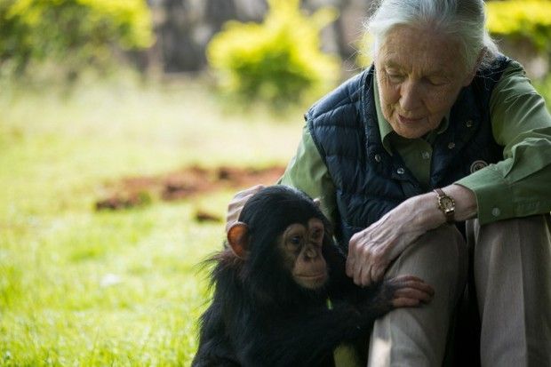 Dans un « dîner des explorateurs », la célèbre primatologue Jane Goodall a raconté la rencontre la plus marquante de sa vie.