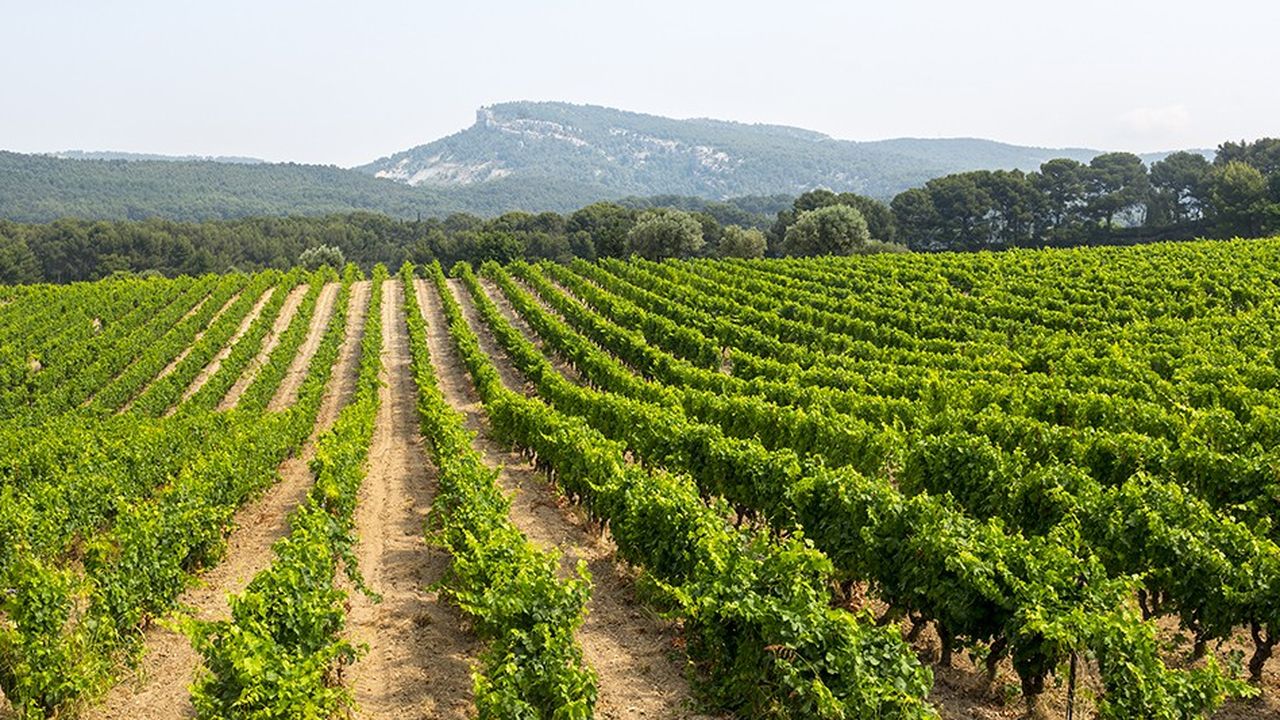 Vignoble dans la région de Marseille (Bouches-du-Rhone)